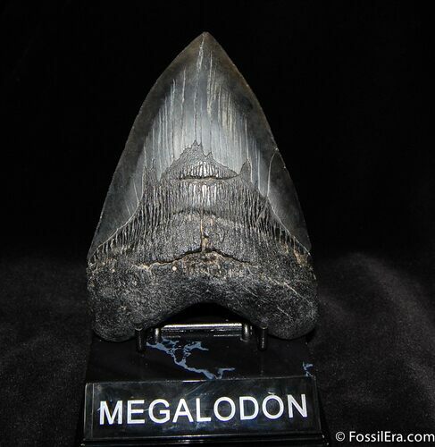 Killer Inch Megalodon Tooth With Stand #576